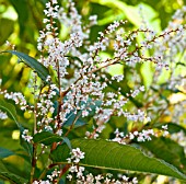 PERSICARIA WALLICHII FLOWERING STEM