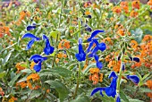 SALVIA PATENS FLOWERING WITH ERYSIMUM APRICOT TWIST