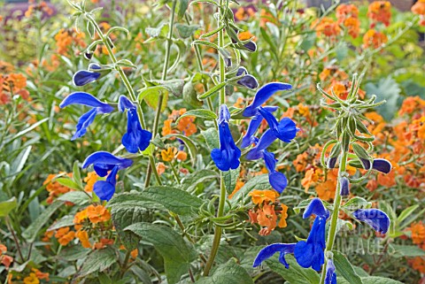 SALVIA_PATENS_FLOWERING_WITH_ERYSIMUM_APRICOT_TWIST