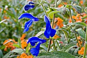 SALVIA PATENS