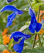 SALVIA PATENS