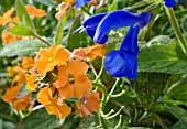 SALVIA PATENS WITH ERYSIMUM APRICOT TWIST