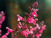 SALVIA INVOLUCRATA