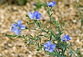 LINUM PERENNE, (PERENNIAL FLAX)