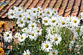 LEUCANTHEMELLA SEROTINA, JUMPERS OR AUTUMN OX-EYE DAISY