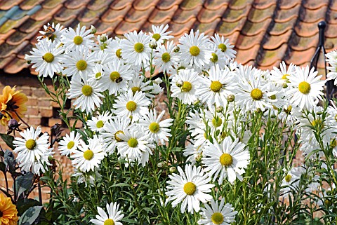 LEUCANTHEMELLA_SEROTINA_JUMPERS_OR_AUTUMN_OXEYE_DAISY