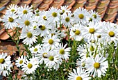 LEUCANTHEMELLA SEROTINA, JUMPERS OR AUTUMN OX-EYE DAISY