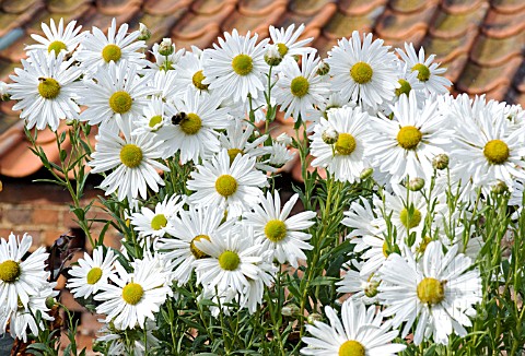 LEUCANTHEMELLA_SEROTINA_JUMPERS_OR_AUTUMN_OXEYE_DAISY