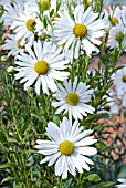 LEUCANTHEMELLA SEROTINA, JUMPERS OR AUTUMN OX-EYE DAISY