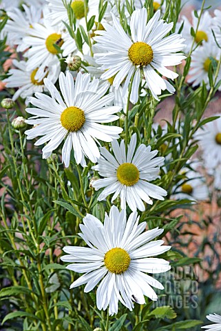 LEUCANTHEMELLA_SEROTINA_JUMPERS_OR_AUTUMN_OXEYE_DAISY