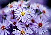 ASTER LITTLE CARLOW