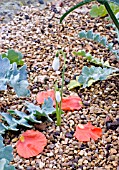 GALANTHUS REGINAE OLGAE, AUTUMN FLOWERING SNOWDROP WITH PETALS AND FOLIAGE OF HORNED POPPY, GLAUCIUM CORNICULATUM