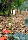 GALANTHUS REGINAE OLGAE, AUTUMN FLOWERING SNOWDROP WITH PETALS AND FOLIAGE OF HORNED POPPY, GLAUCIUM CORNICULATUM