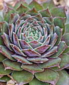 SEMPERVIVUM OCTOPODES  OHIO BURGUNDY CLOSE-UP OF ROSETTE IN AUTUMN