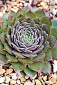 SEMPERVIVUM OCTOPODES OHIO BURGUNDY GROWING IN GRAVEL