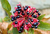 PAEONIA CAMBESSEDISII SEED HEAD SHOWING RIPE SEEDS AND RED PLACENTA