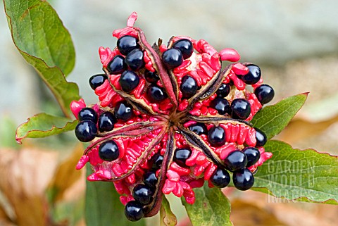 PAEONIA_CAMBESSEDISII_SEED_HEAD_SHOWING_RIPE_SEEDS_AND_RED_PLACENTA
