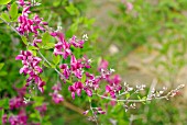LESPEDEZA THUNBERGII,  FLOWERING BRANCH