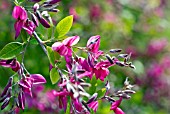 LESPEDEZA THUNBERGII