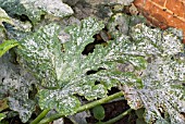 MILDEW ON COURGETTE LEAVES - A SEVERE INFESTATION ON MATURE PLANTS