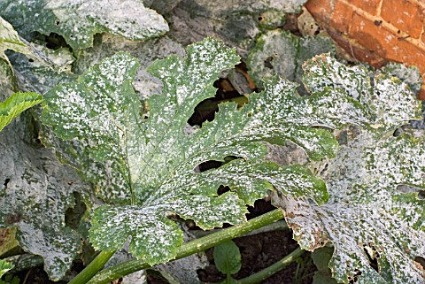 MILDEW_ON_COURGETTE_LEAVES__A_SEVERE_INFESTATION_ON_MATURE_PLANTS