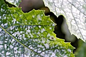 MILDEW ON COURGETTE LEAVES SHOWING WHITE PUSTULES ON UPPER LEAF SURFACES