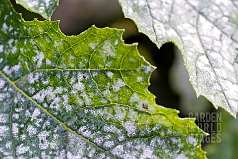MILDEW_ON_COURGETTE_LEAVES_SHOWING_WHITE_PUSTULES_ON_UPPER_LEAF_SURFACES