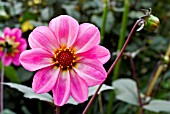 DAHLIA PEWTER ROSE NEW SEEDLING SHOWING FLOWER