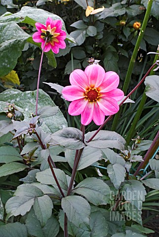DAHLIA_PEWTER_ROSE_A_NEW_SEEDLING_RAISED_BY_NIGEL_COLBORN_IN_LINCOLNSHIRE
