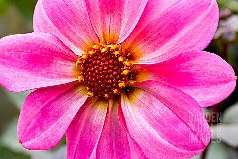 DAHLIA_PEWTER_ROSE_A_NEW_SEEDLING_RAISED_BY_NIGEL_COLBORN_IN_LINCOLNSHIRE_