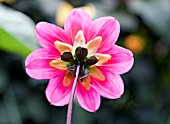 DAHLIA PEWTER ROSE