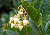 ARBUTUS UNEDO, STRAWBERRY TREE