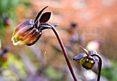 DAHLIA TWYNINGS AFTER EIGHT BUDS SHOWING AUTUMN SPIDER AT WORK