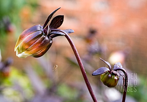 DAHLIA_TWYNINGS_AFTER_EIGHT_BUDS_SHOWING_AUTUMN_SPIDER_AT_WORK