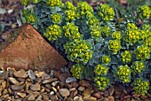 EUPHORBIA MYRSINITES IN FLOWER,  GROWING OVER GRAVEL