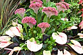 ARRANGEMENT OF ANTHURIUMS AND COXCOMB CELOSIAS AT HAMPTON COURT FLOWER SHOW