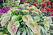 TRINIDAD AND TOBAGO EXHIBIT OF ANTHURIUMS, COXCOMB CELOSIAS, ALPINIAS AND BROMELIADS AT HAMTPON COURT