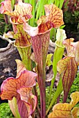 SARRACENIA X CATESBYI