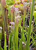 SARRACENIA X LEUCOPHYLLA  WHITE PITCHER PLANT