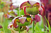 SARRACENIA JENNY HELEN