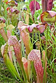 SARRACENIA JENNY HELEN