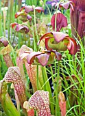 SARRACENIA JENNY HELEN