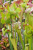 SARRACENIA LYNDA BUTT