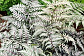 ATHYRIUM NIPPONICUM VAR PICTUM, PAINTED FERN