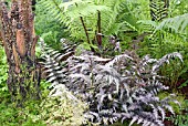 ATHYRIUM NIPPONICUM VAR PICTUM WITH OTHER FERNS