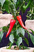 CHILLI PLANT WITH RIPENING FRUIT