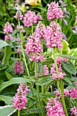 STACHYS OFFICINALIS ROSEA SUPERBA, PINK FORM OF COMMON BETONY