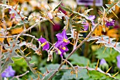 SOLANUM PYRACANTHUM, FIRETHORN POTATO BUSH SHOWING THORNY LEAVES AND STEMS