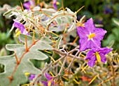 SOLANUM PYRACANTHUM, FIRETHORN SOLANUM