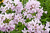 CAMPANULA LACTIFLORA LODDON ANNA